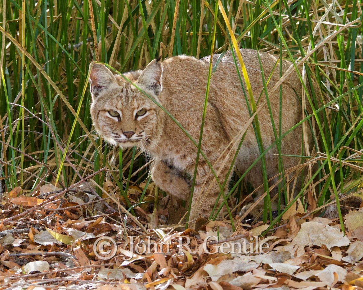 The Marsh Hunter