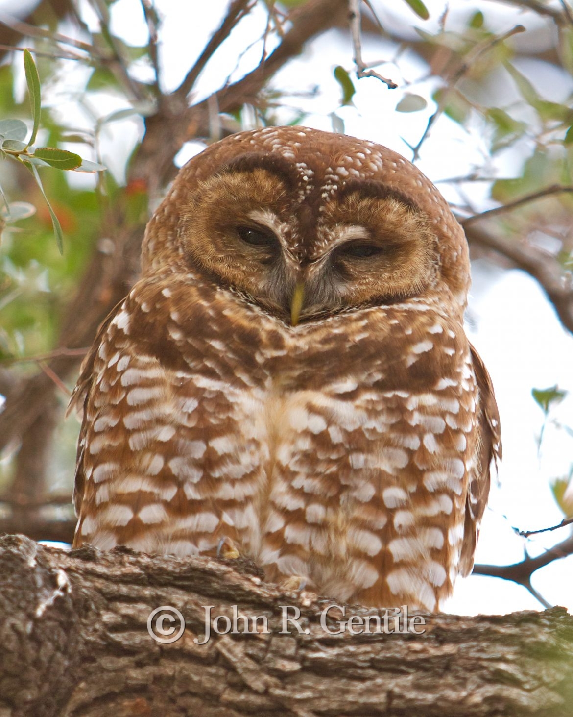 Mexican Spotted Owl-2