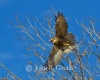 Redtail and Tree