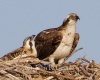 Osprey Female and Chick