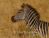Lone Zebra in the Grass