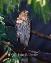 Cooper's Hawk in Mesquite