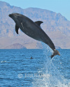 Bottlenose Dolphin Leap