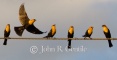 Yellow Headed Blackbirds on a Wire