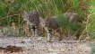 Bobcat Kittens in Wetlands