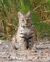 Solo SW Bobcat Kitten