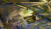 Sweetwater Bullfrog