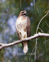 Redtail Hawk Yawn