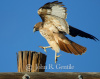 Leaping Redtail