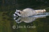  Swimming Raccoon Reflection