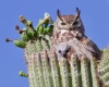 Great Horned Owl in Saguaro