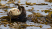 Sea Otter Stretch