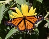 Open-winged Monarch