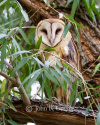 Barn Owl in Willow