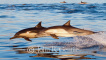 Racing Common Dolphins