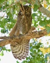 Great Horned Owl Stretching