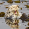 Laughing Sea Otter