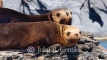 Female and Young Bull Sea Lions