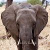 Young Elephant Portrait