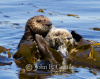 Sea Otter Mom and Pup