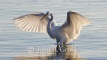 Sunrise Great Egret
