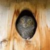 Screech Owl First Look