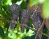 Trio of Screech Owls