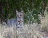 Bobcat and Cactus Portrait