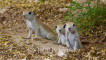 Ground Squirrel Trio
