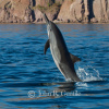 Common Dolphin Breach
